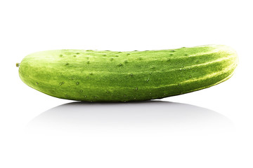 fresh big cucumber, isolated on white background with shadow reflection