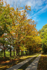 Naklejka premium Country road in green with sunshine