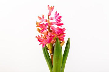 Hyacinth flower pot isolated