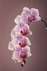 Fototapeta na wymiar Orchid on a mallow background
