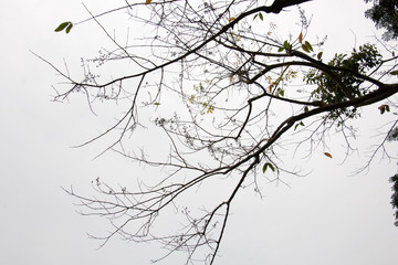 branch of treetop and sky ,white background of treetop