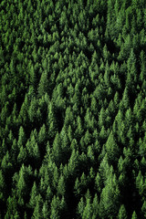 Fototapeta premium Pine Trees in Forest Wilderness for Conservation