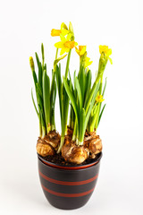 Daffodils in a flower pot