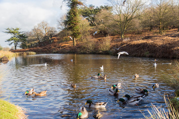 Water in nature's countryside