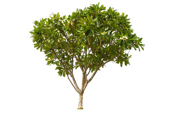 A big tree isolated on white background