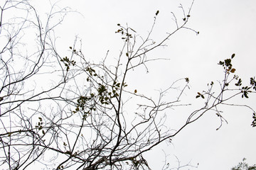 branch of treetop and sky ,white background of treetop