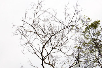 branch of treetop and sky ,white background of treetop