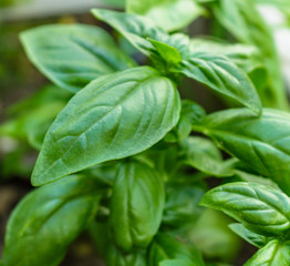 Sweet, savory, Genovese basil growing organically in a raised bed garden.