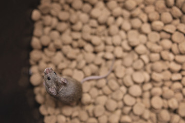 Brown house mouse