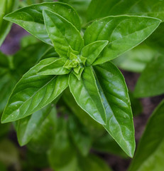 A healthy, sweet, Genovese basil plant growing organically in a raised bed garden.