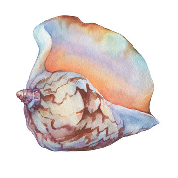 Illustrations of sea shells. Marine design. Hand drawn watercolor painting on white background.