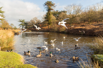 Water in nature's countryside