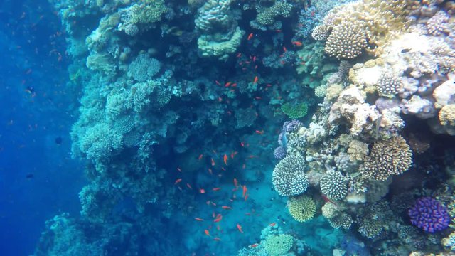 Colored fish among the coral reefs. Blue Hole is a diving location on east Sinai, a few kilometres north of Dahab, Egypt on the coast of the Red Sea.