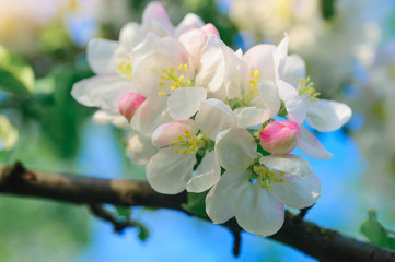 blooming apple trees in a spring garden