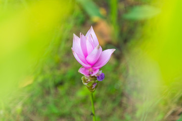 Fototapeta premium Siam Tulip blooming in the garden, thai name 
