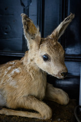 Taxidermy. Stuffed Deer.