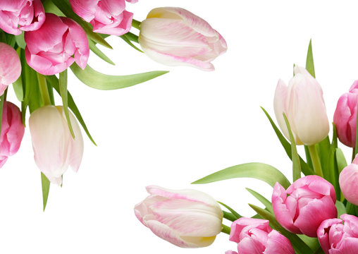 Pink tulip flowers corners