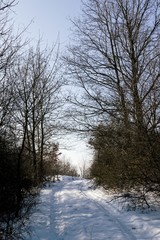 snowy landscape and forest in winter
