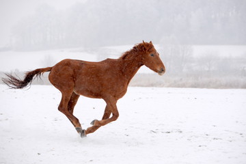 in a hurry, thin young chestnut horse running through snowy landscape