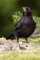 Blackbird, Turdus merula