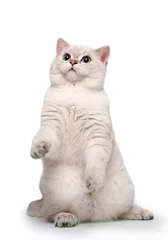 Cercles muraux Chat Funny curious white cat stretches on a white background.