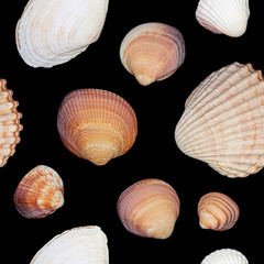 Shell seamless photographic pattern. Photographic background with shells. Marine seamless pattern. Seamless pattern with shells. Repeatedly shell background.