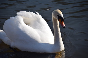 Ein leuchtender weißer Schwan, schwimmt auf der Lahn bei Marburg.