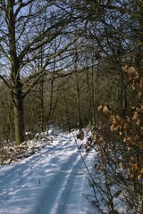 snowy landscape and forest in winter