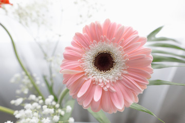 gerbera beautiful flowers on a white background.