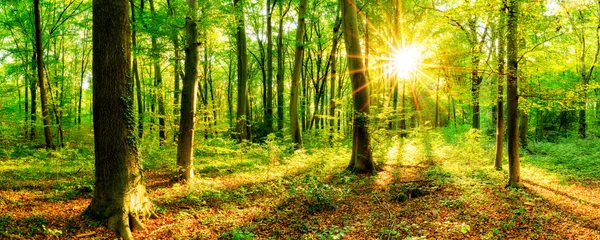 Selbstklebende Fototapeten Wald im Frühling mit Sonne © Günter Albers