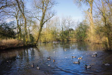 Birds and Ducks flying over a lake