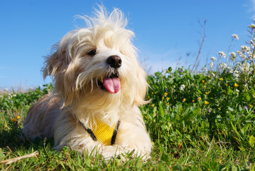 happy dog maltese sitting on the grass at park