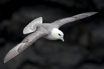 Eissturmvogel auf den Äußeren Hebriden