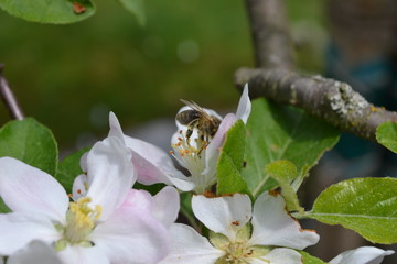 Apfelblüte mit Biene © anja69111