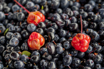 bilberry &  сloudberry 