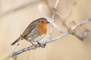 European Robin, Erithacus rubecula, Robin