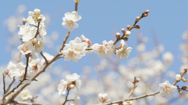 梅 / 白い梅の花