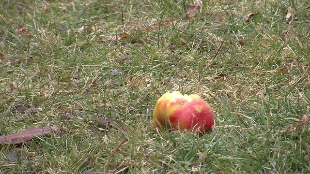 Ein Amselweibchen l&auml;&szlig;t sich das Apfelst&uuml;ck in der Wiese trotz einzelner Schneeflocken nicht entgehen