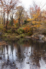 Fototapeta na wymiar Ducks in Central Park Lake