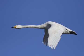 Whooper swan (Cygnus cygnus)