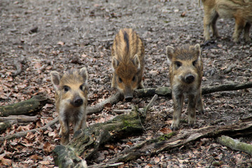 Frischlinge in einem Wald