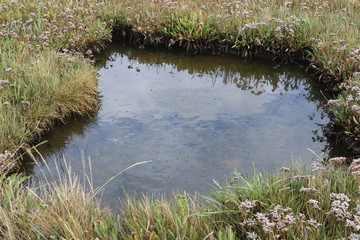Salt Marsh