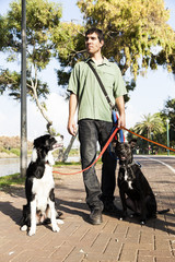 Naklejka na ściany i meble Dogwalker with Dogs in Park