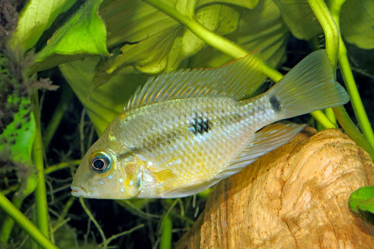 Yellow Fire Mouth (Thorichthys pasiones) - juvenile female