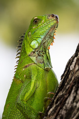 Martinique  - Leguan in Fort de France