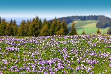 Field of wild purple crocuses. Trees and sky in background.