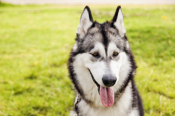 Alaskan Malamute Female Dog Outdoors Portrait