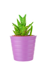 Cactus in pot on white background