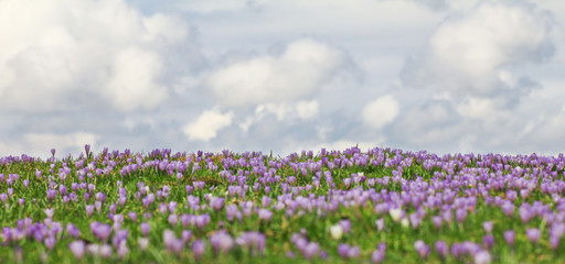 Obraz na płótnie Canvas Field of wild purple crocuses with clouds in background