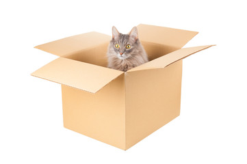 Gray cat in cardboard box on white background